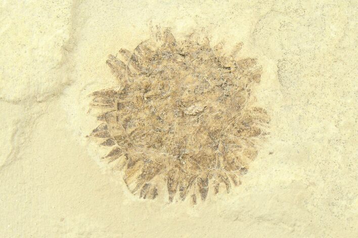 Fossil Sycamore (Macginitiea) Fruit - Green River Formation, Utah #360276